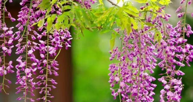 紫藤花的花语与寓意（探寻紫藤花的神秘之美）