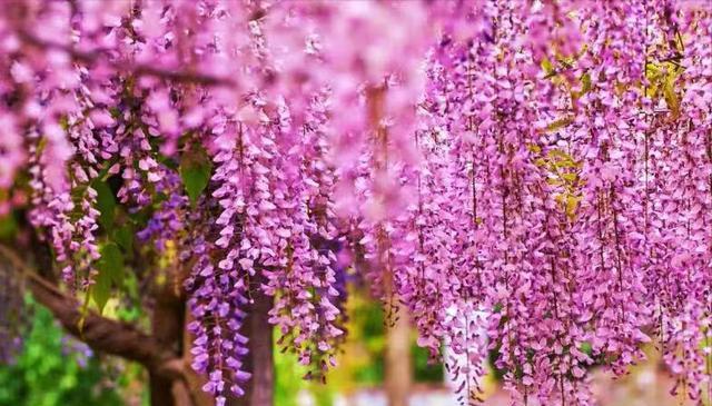 紫藤花的花语与寓意（探寻紫藤花的神秘之美）