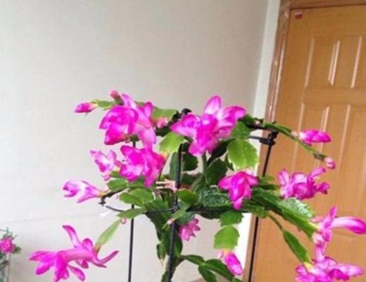 蟹爪兰换盆的最佳时间是什么时候？具体步骤有哪些？