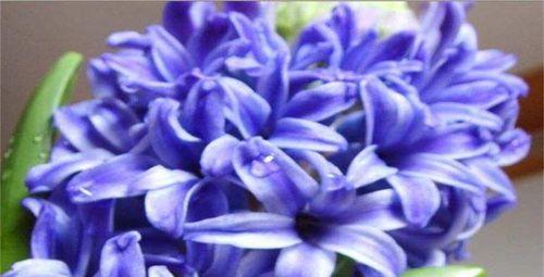 粉红风信子花语（揭开粉红风信子的花语密码）