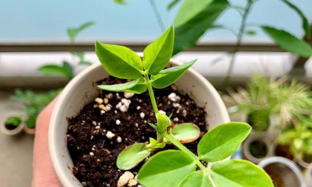 花生几天浇一次水最好？如何确保水分管理得当？