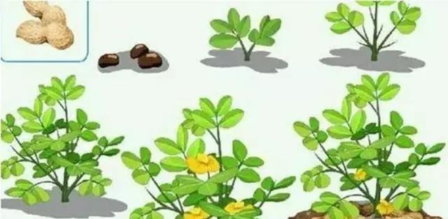 花生几天浇一次水最好？如何确保水分管理得当？