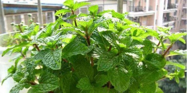 薄荷是喜阴植物还是喜阳光植物？种植薄荷的光照需求解析？