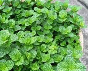 薄荷是喜阴植物还是喜阳光植物？种植薄荷的光照需求解析？