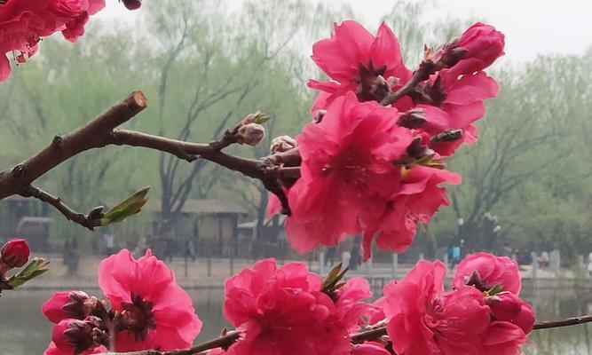 杏花古代别称的花语及寓意（杏花古代别称的文化内涵与情感表达）