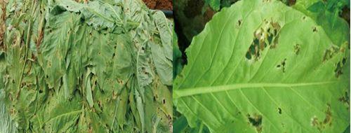 烤烟病虫害如何防治？有效防治技术与方法措施有哪些？