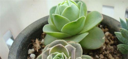 山地玫瑰喜阴还是喜阳？如何正确养护山地玫瑰？