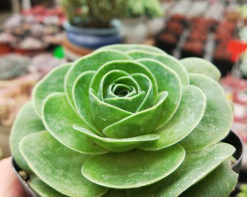 山地玫瑰喜阴还是喜阳？如何正确养护山地玫瑰？