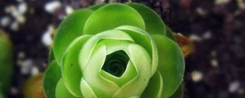 山地玫瑰喜阴还是喜阳？如何正确养护山地玫瑰？