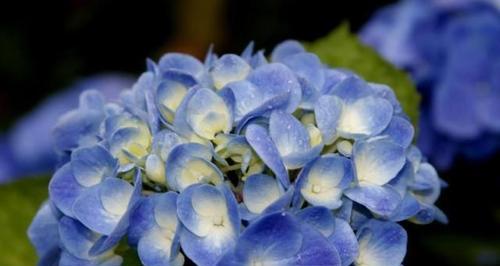 自信之花（以自信为主题的十五种植物及其魅力）