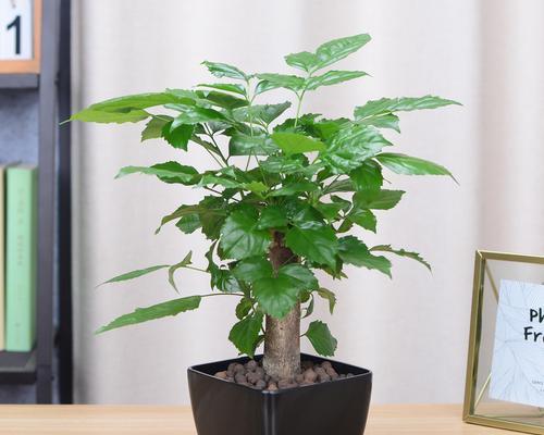 茶叶水浇绿宝树好吗？这样做有什么影响？