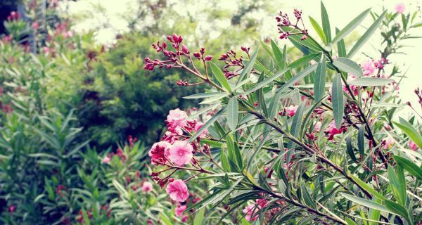 夹竹桃花语之美丽与危险（探索夹竹桃花语的深层含义及其潜在风险）