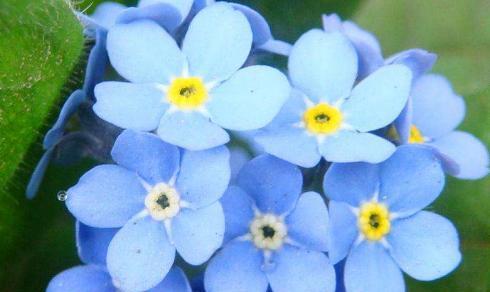 花语中的单身之花（探索单身者心声的花语世界）