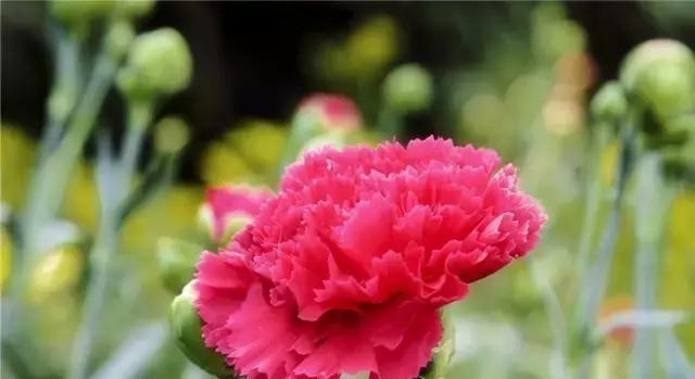 红色康乃馨花语（红色康乃馨的花语含义及象征）