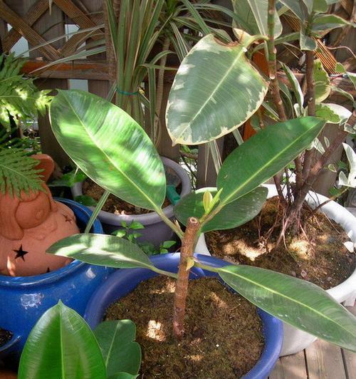 橡皮树没根能活吗？如何处理无根橡皮树的紧急情况？