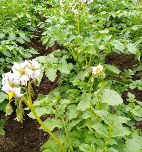 土豆开花后怎么处理？如何确保土豆产量和品质？