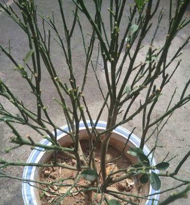 桔子树开花时浇水会影响结果吗？正确浇水方法是什么？
