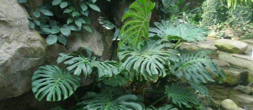 龟背竹晒太阳有讲究吗？晒太阳对龟背竹生长的影响是什么？