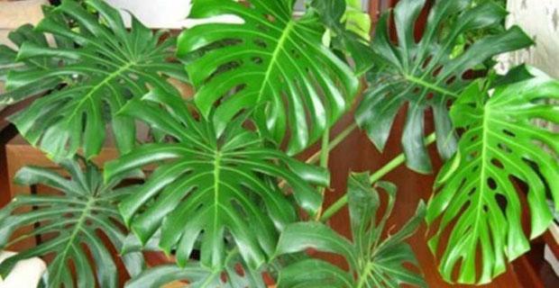 龟背竹晒太阳有讲究吗？晒太阳对龟背竹生长的影响是什么？