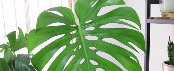 龟背竹晒太阳有讲究吗？晒太阳对龟背竹生长的影响是什么？