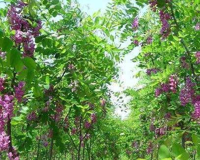 家里可以种槐树吗？槐树种植需要注意什么？