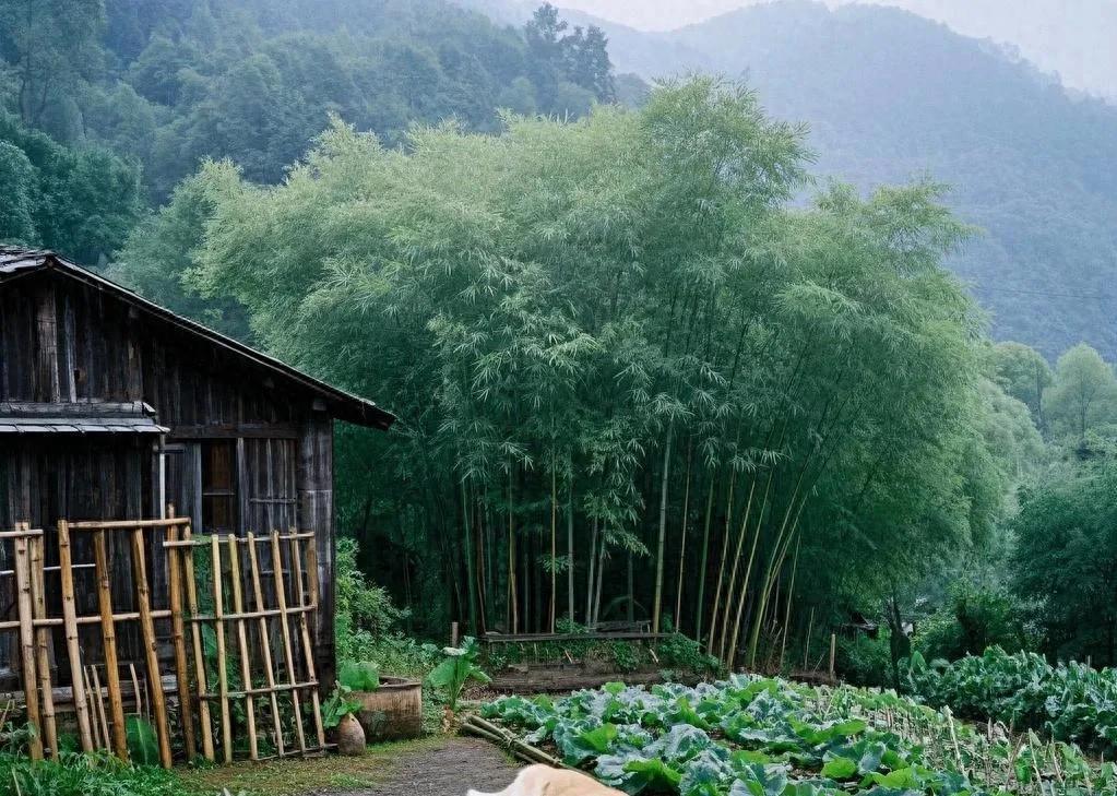人一旦过了50岁，试着种菜养鸡，过自己的日子也挺好，很幸福惬意