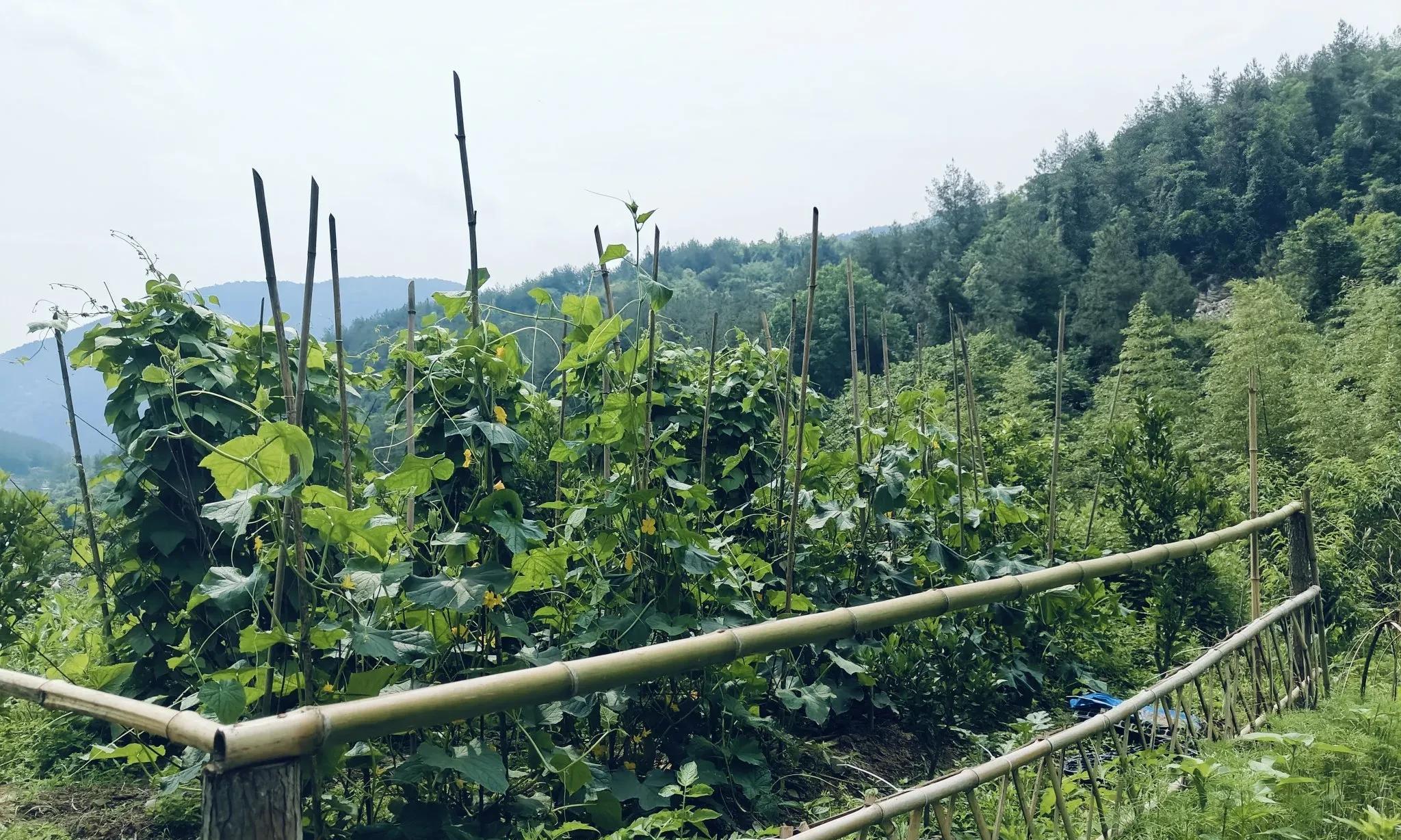 人一旦过了50岁，试着种菜养鸡，过自己的日子也挺好，很幸福惬意