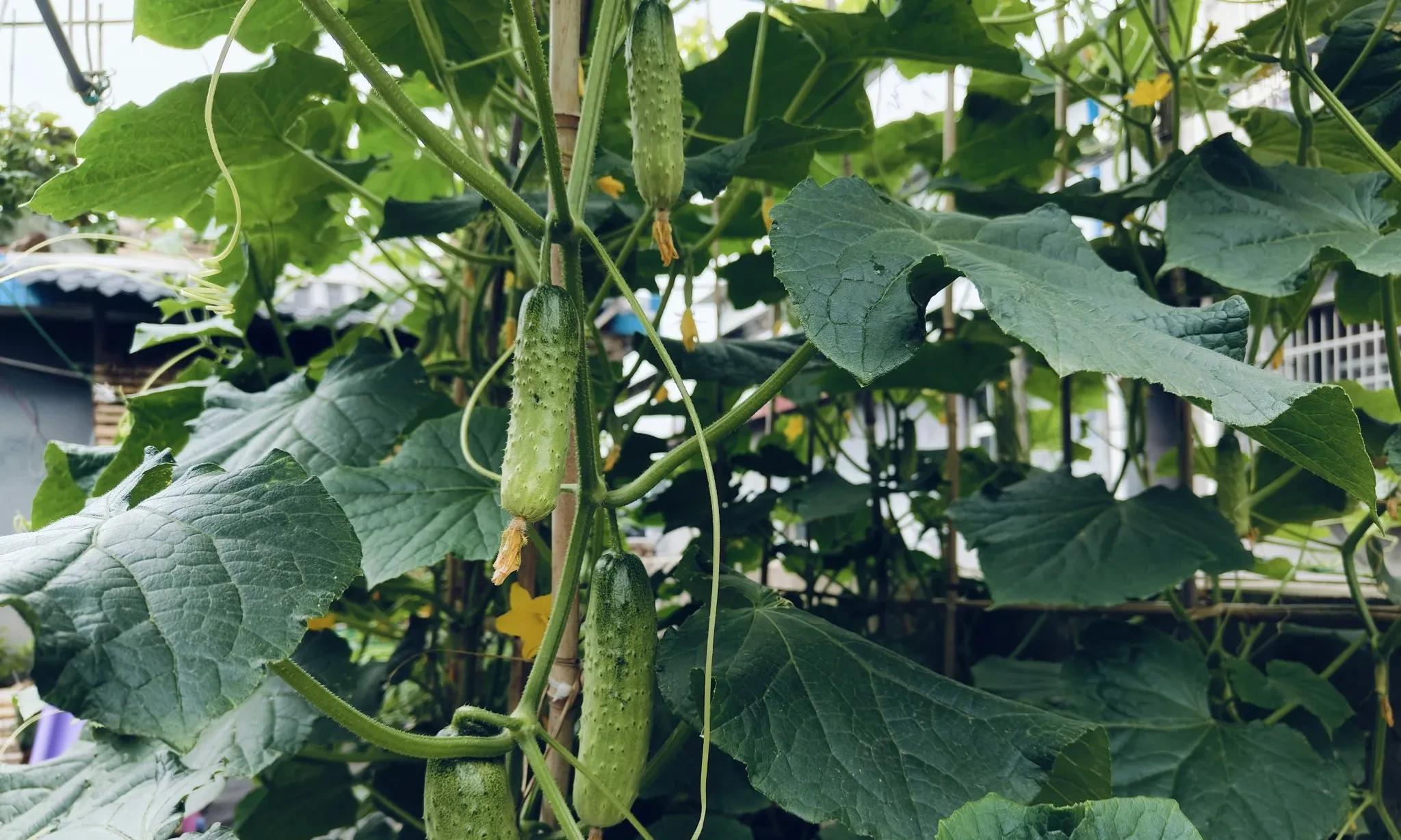 人一旦过了50岁，试着种菜养鸡，过自己的日子也挺好，很幸福惬意