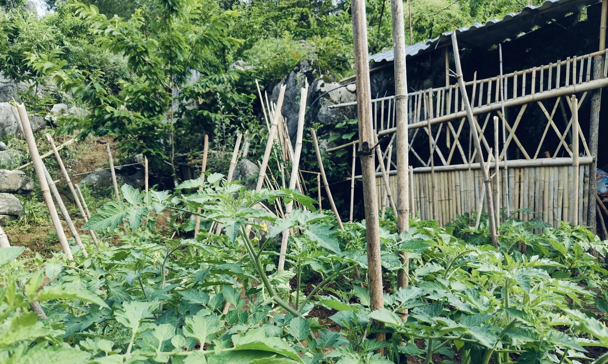 人一旦过了50岁，试着种菜养鸡，过自己的日子也挺好，很幸福惬意