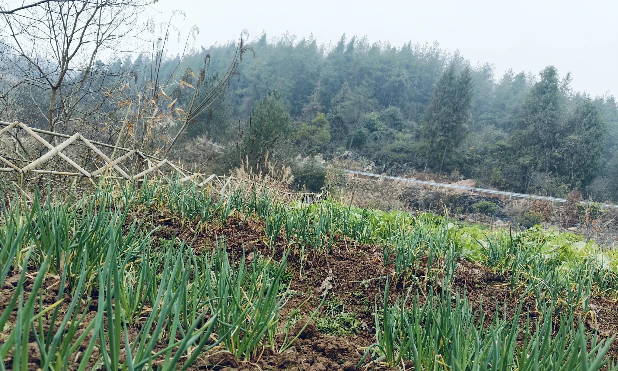 你有没有发现？越来越多的老年人不再喜欢热闹，而是爱上种菜