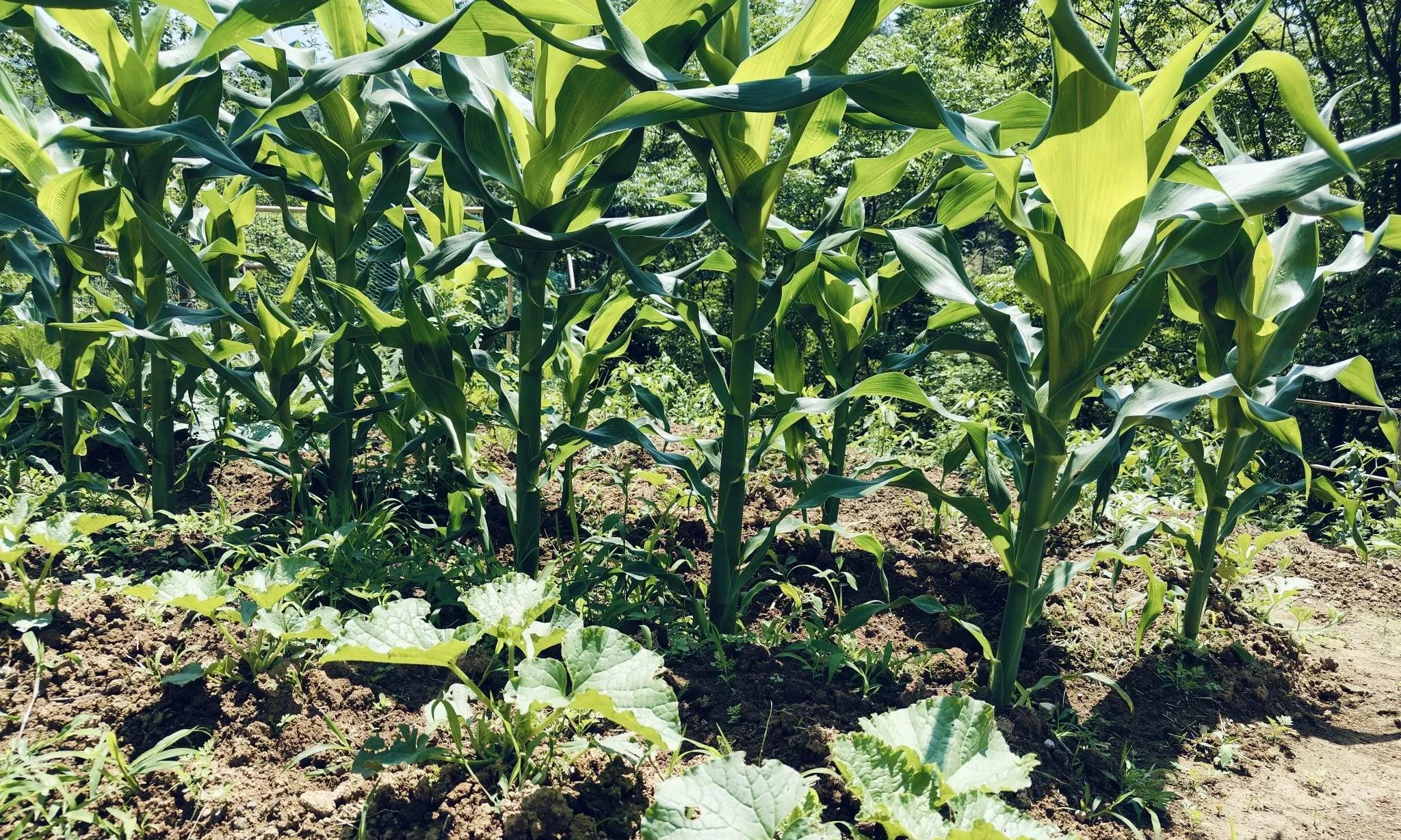 你有没有发现？越来越多的老年人不再喜欢热闹，而是爱上种菜