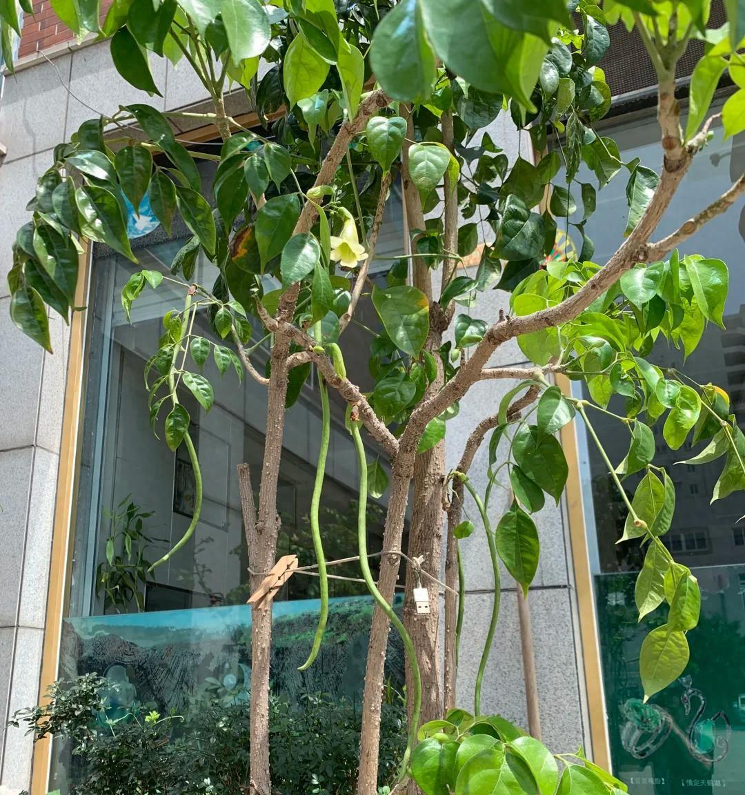 男子养9年的幸福树，送人前“开花又结果”，网友：别送，已成精