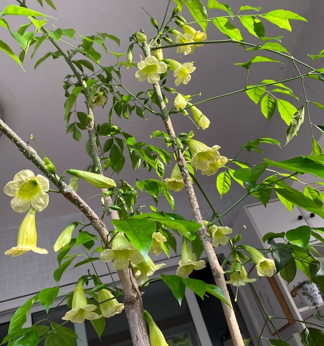 男子养9年的幸福树，送人前“开花又结果”，网友：别送，已成精