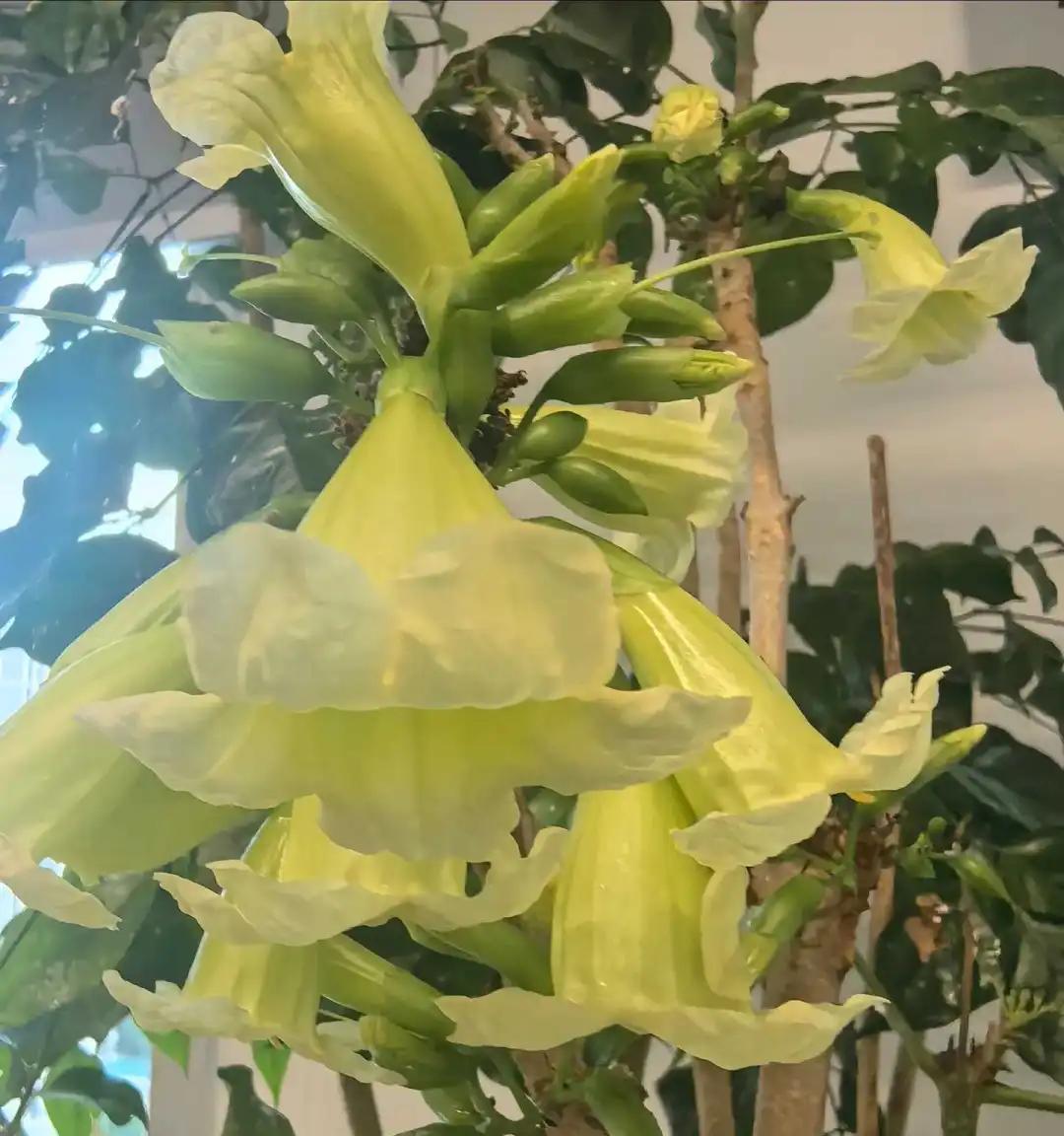 男子养9年的幸福树，送人前“开花又结果”，网友：别送，已成精