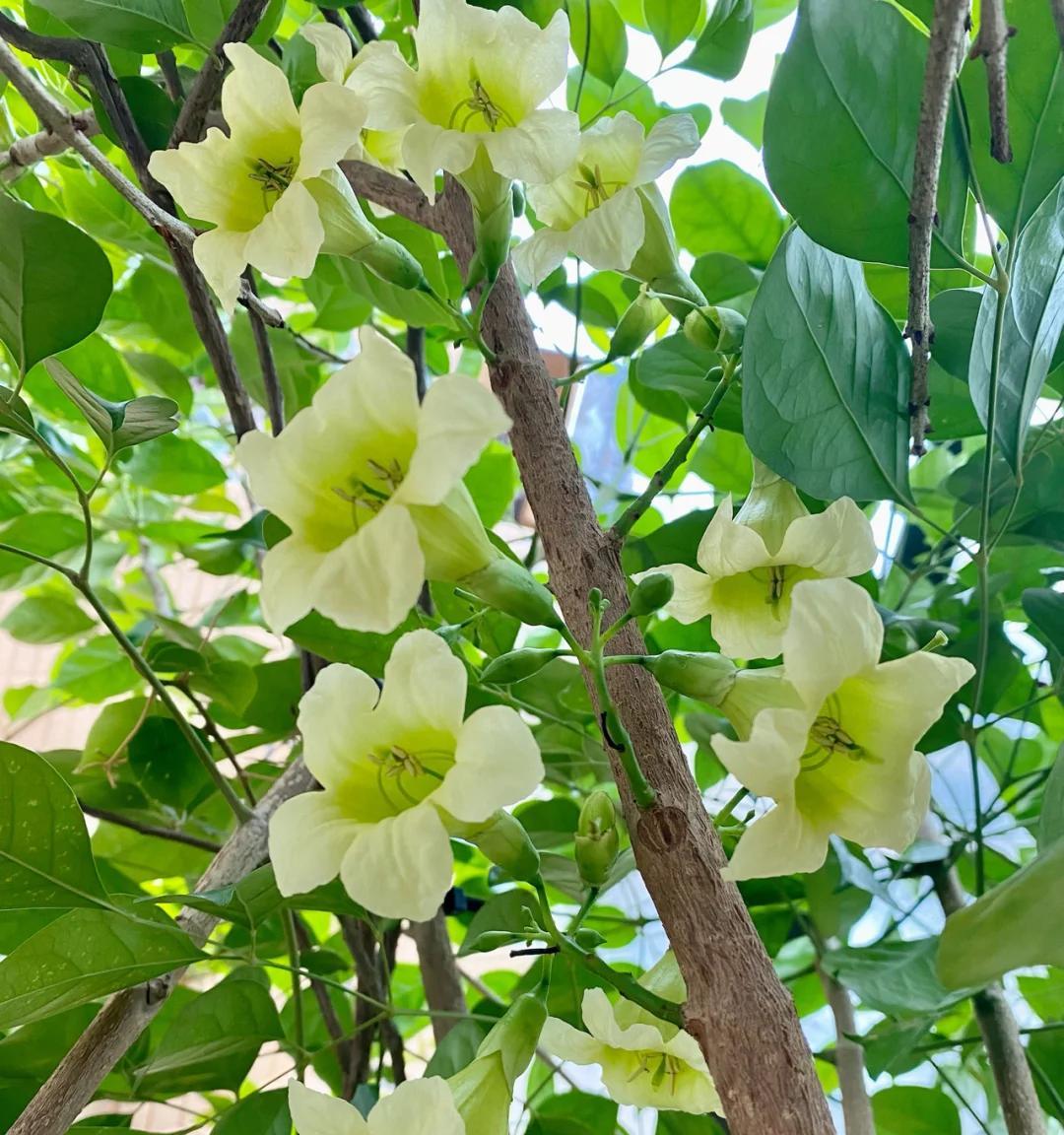 男子养9年的幸福树，送人前“开花又结果”，网友：别送，已成精