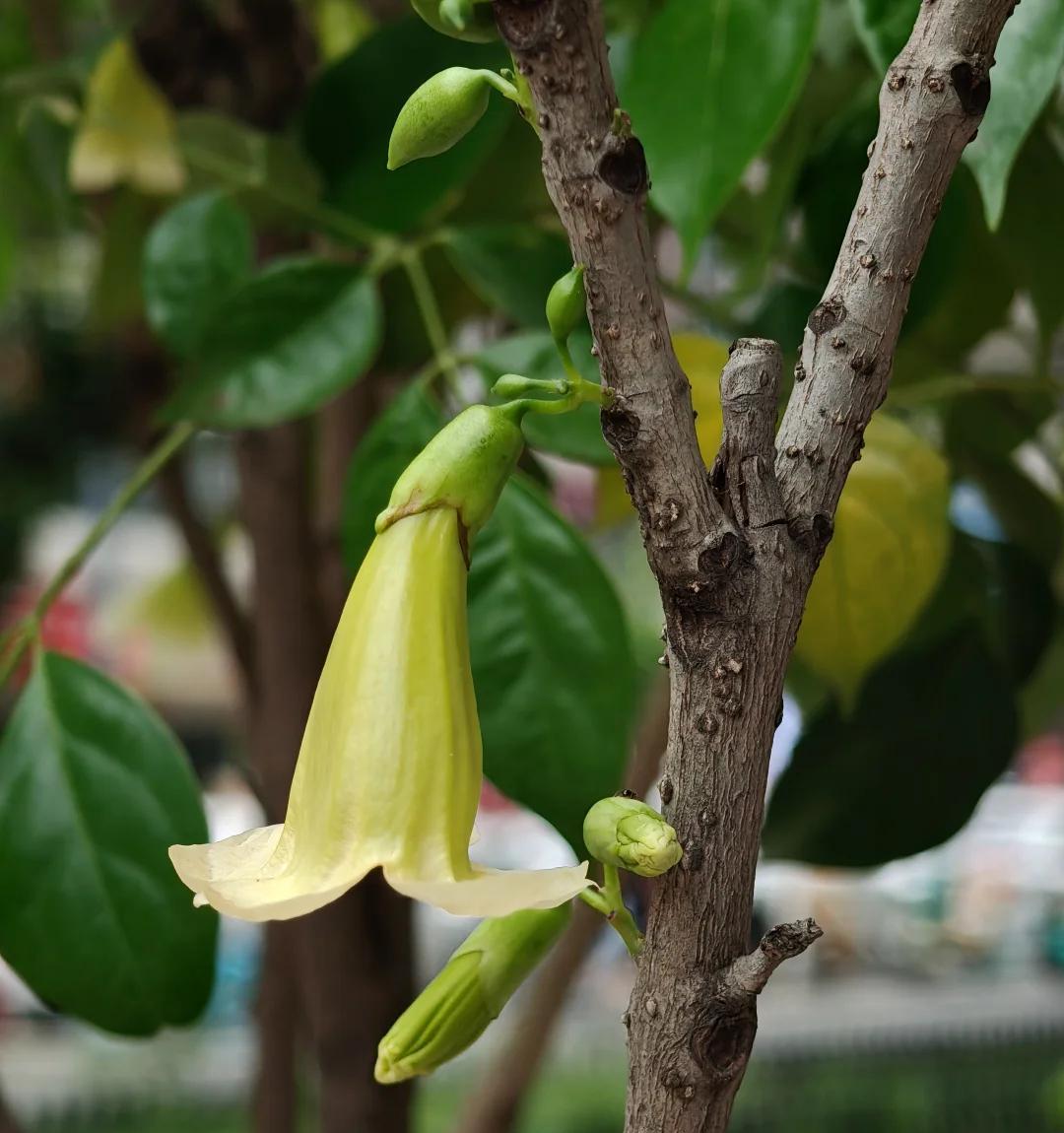 男子养9年的幸福树，送人前“开花又结果”，网友：别送，已成精