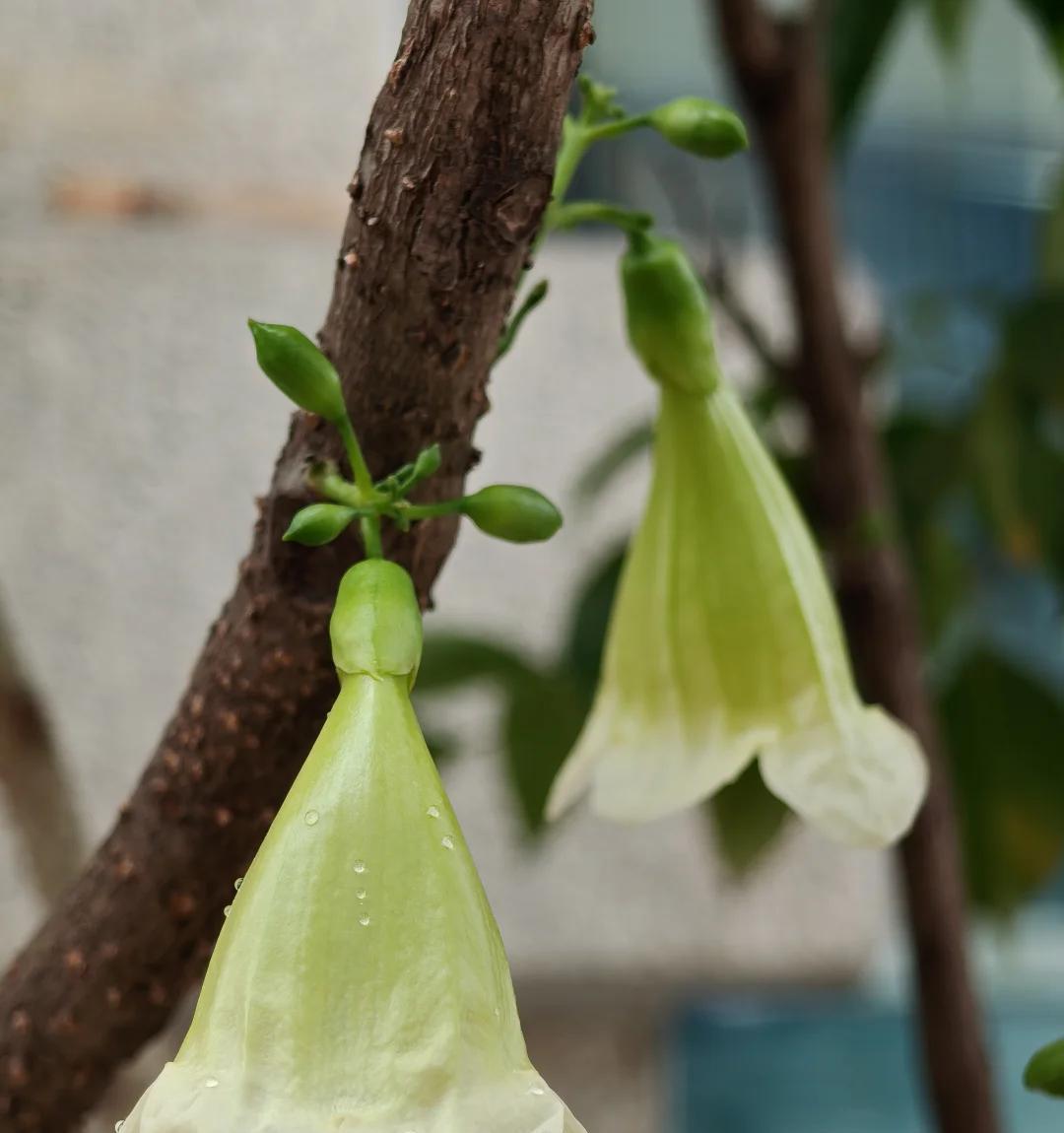 男子养9年的幸福树，送人前“开花又结果”，网友：别送，已成精