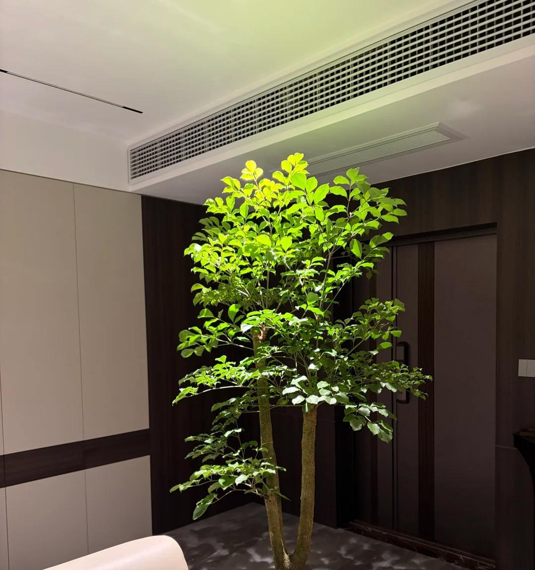 男子养9年的幸福树，送人前“开花又结果”，网友：别送，已成精