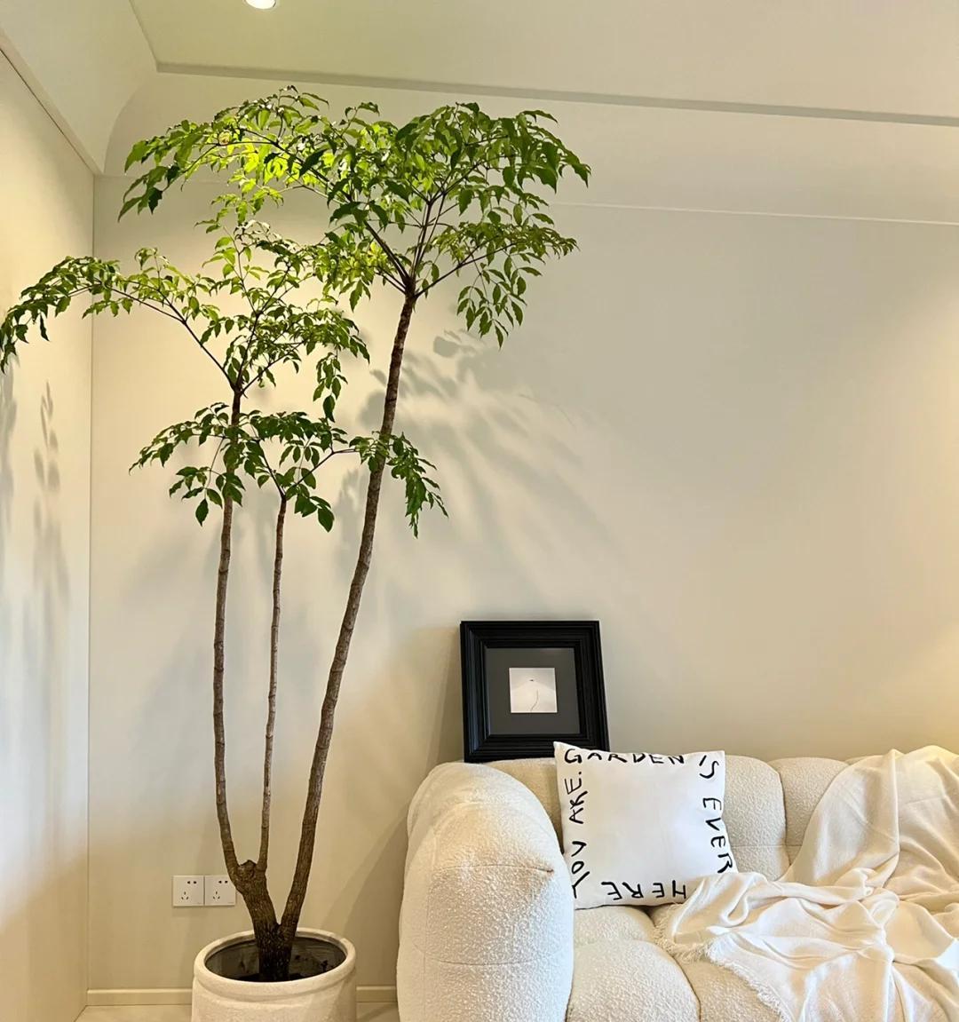 男子养9年的幸福树，送人前“开花又结果”，网友：别送，已成精