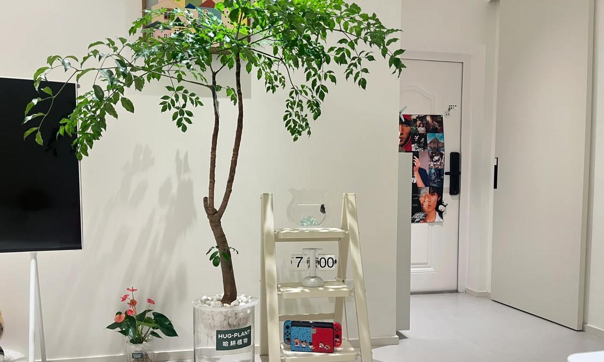 男子养9年的幸福树，送人前“开花又结果”，网友：别送，已成精