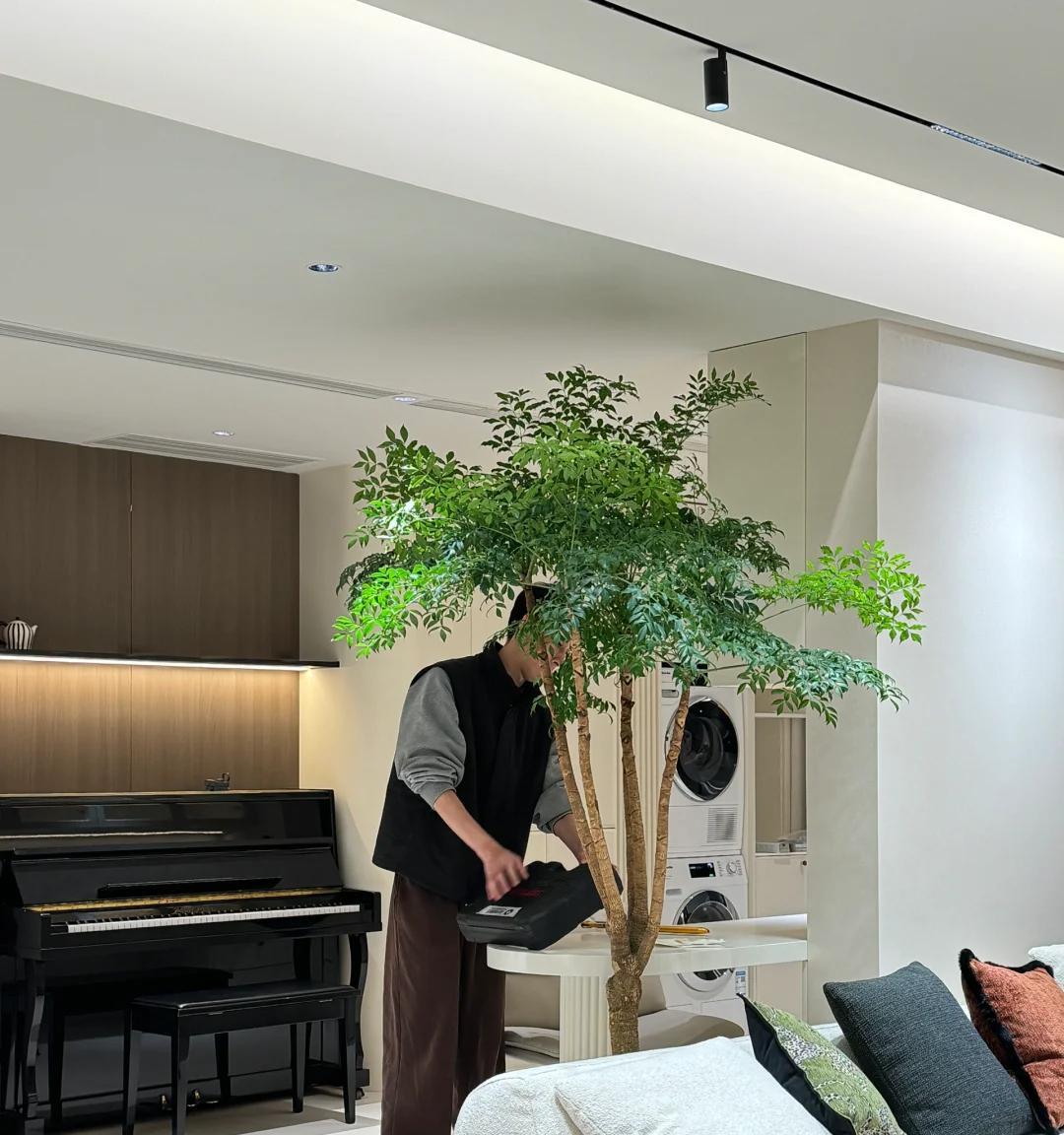 男子养9年的幸福树，送人前“开花又结果”，网友：别送，已成精