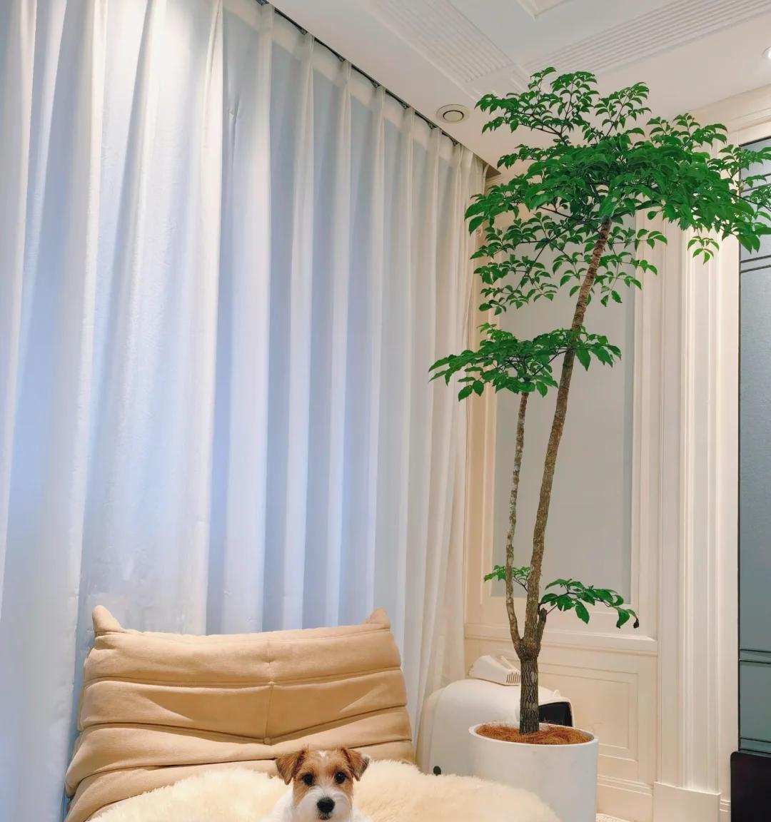 男子养9年的幸福树，送人前“开花又结果”，网友：别送，已成精