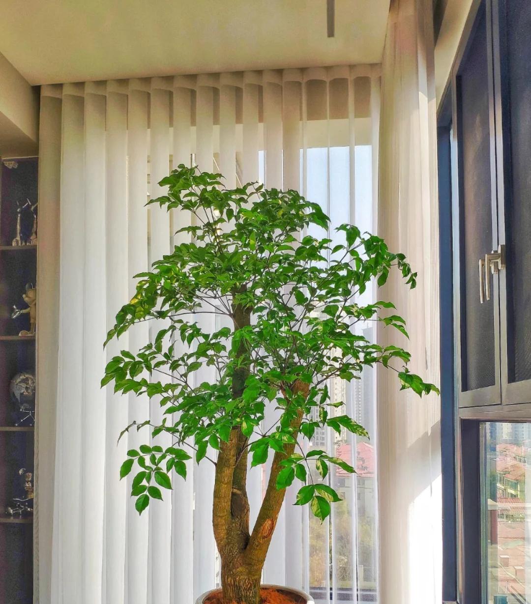 男子养9年的幸福树，送人前“开花又结果”，网友：别送，已成精