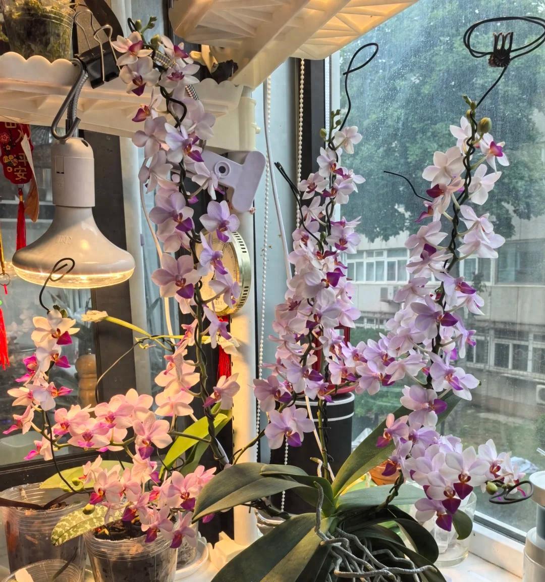 女子把蝴蝶兰扔水里，“根、芽、花”齐爆了，羡煞很多人，要跟风