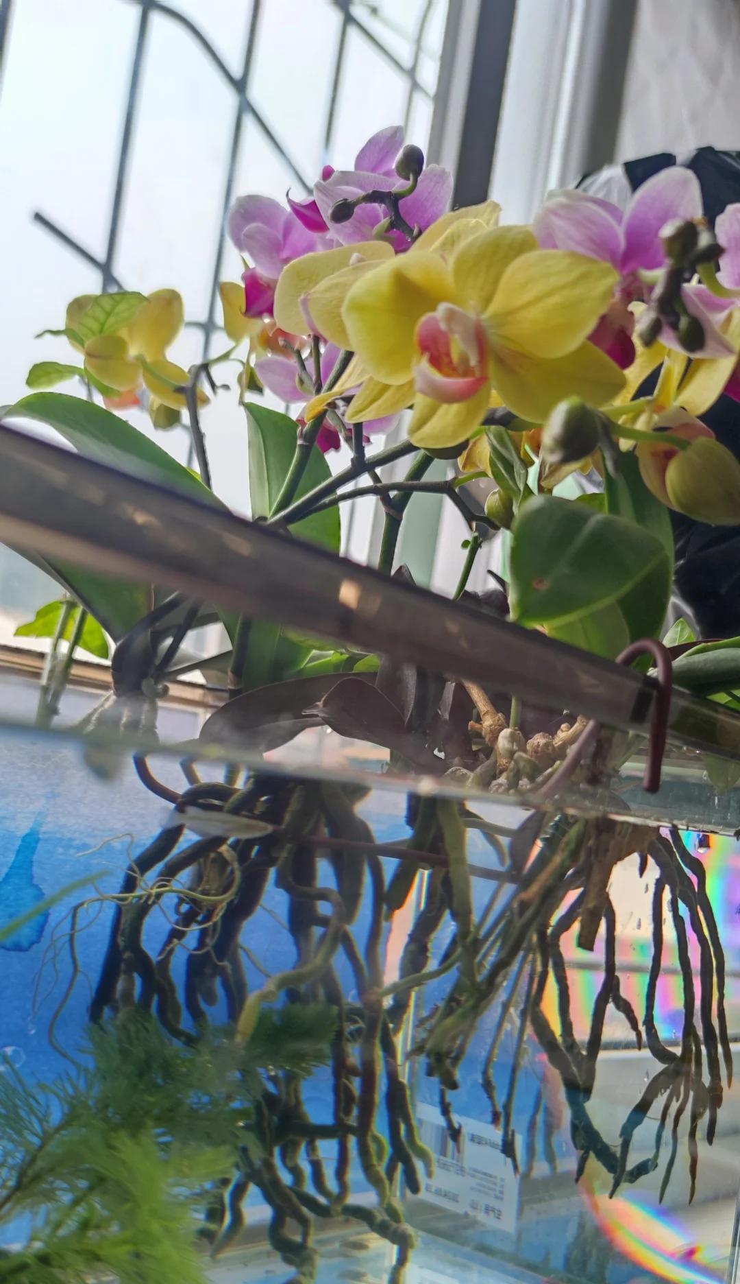 女子把蝴蝶兰扔水里，“根、芽、花”齐爆了，羡煞很多人，要跟风