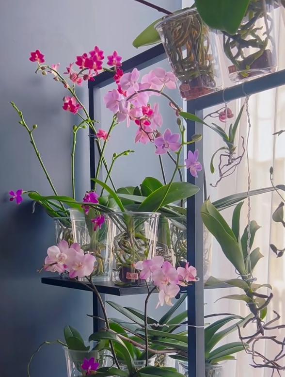 女子把蝴蝶兰扔水里，“根、芽、花”齐爆了，羡煞很多人，要跟风