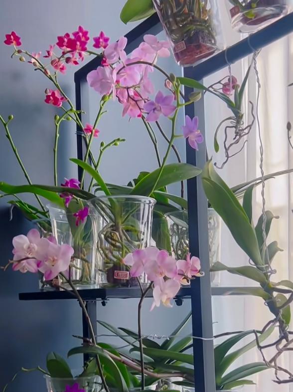 女子把蝴蝶兰扔水里，“根、芽、花”齐爆了，羡煞很多人，要跟风