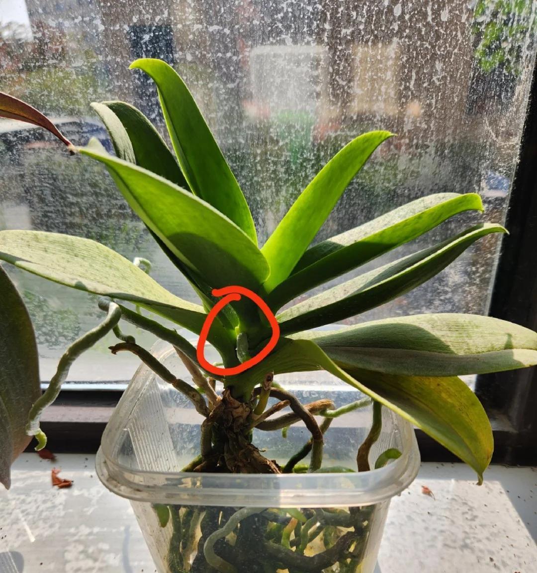 女子把蝴蝶兰扔水里，“根、芽、花”齐爆了，羡煞很多人，要跟风