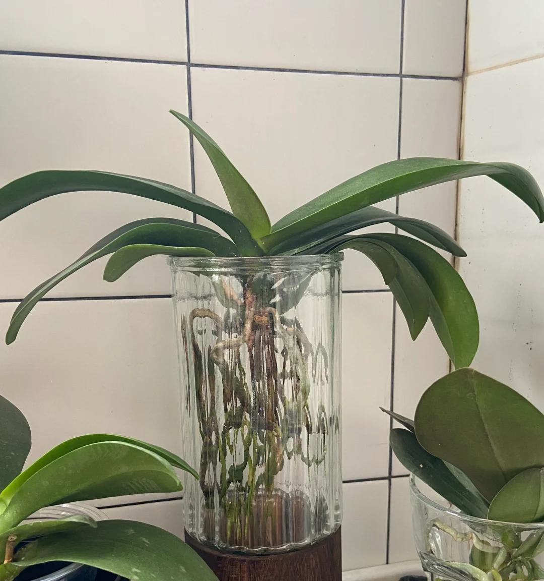 女子把蝴蝶兰扔水里，“根、芽、花”齐爆了，羡煞很多人，要跟风