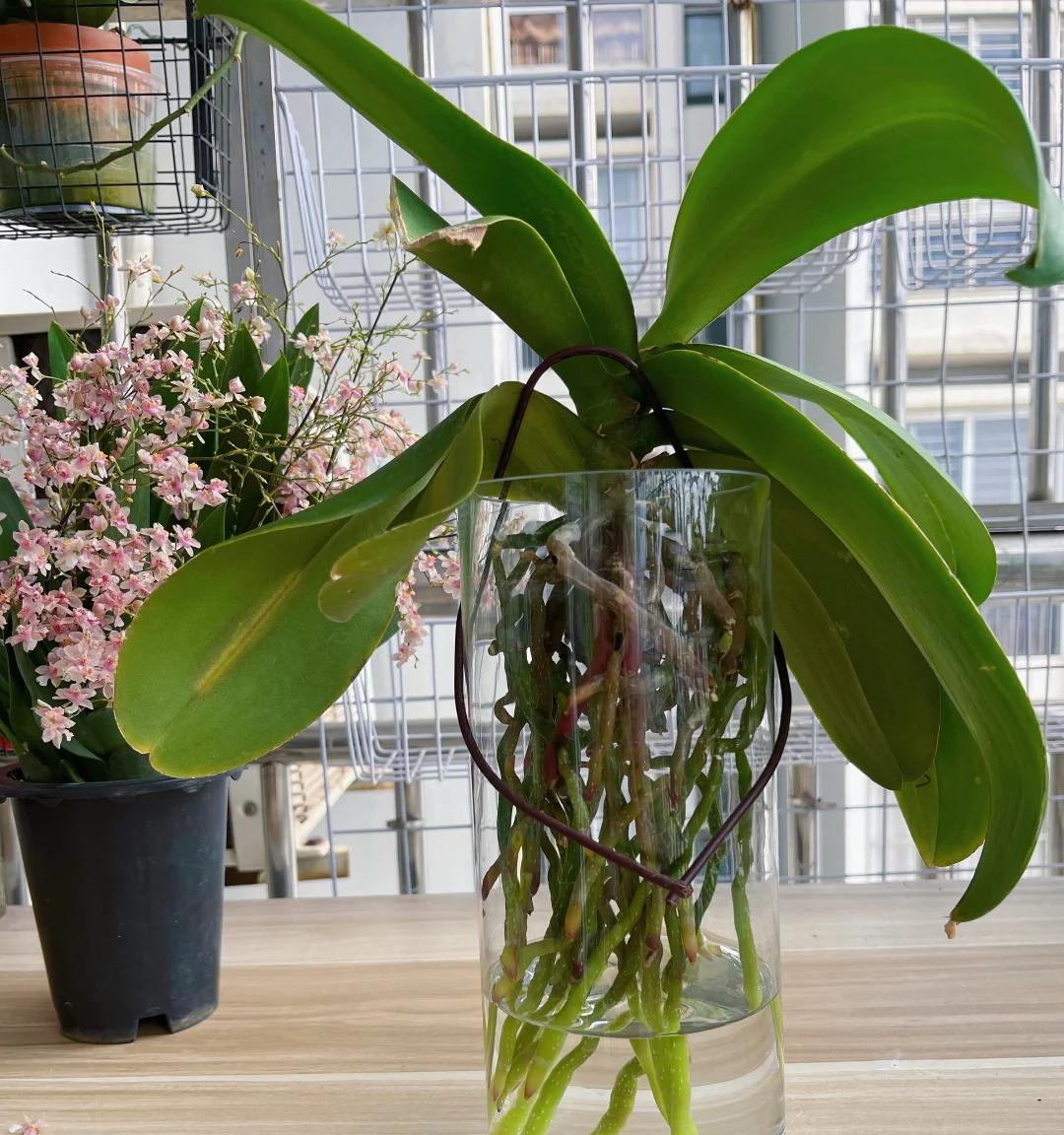 女子把蝴蝶兰扔水里，“根、芽、花”齐爆了，羡煞很多人，要跟风